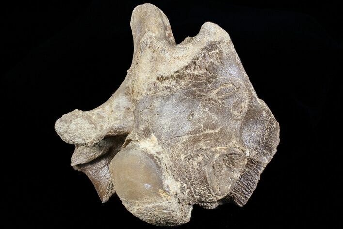Mosasaur (Platecarpus) Dorsal Vertebra - Kansas #73697